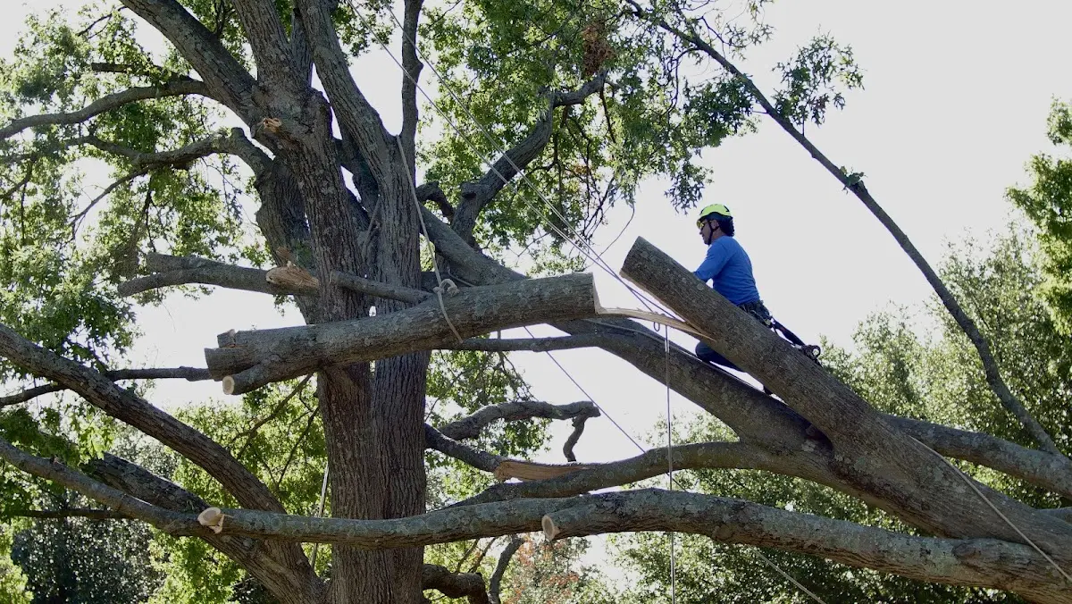 Professional Hazardous Tree Removal performed by certified arborists in Fairland